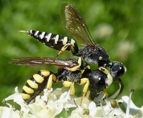 Réf. 326 504 : Lestica clypeata